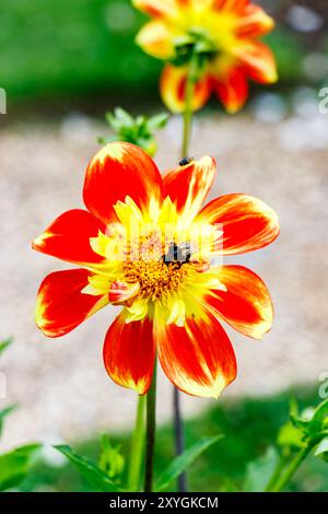 Fleur de dahlia rouge et jaune en fleur avec un insecte au centre Banque D'Images
