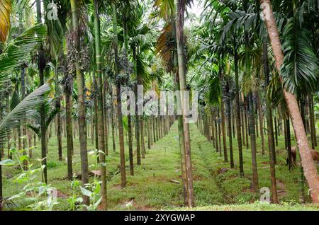 Plants de noix d'Areca avec grappes de noix d'Areca dans une plantation Banque D'Images