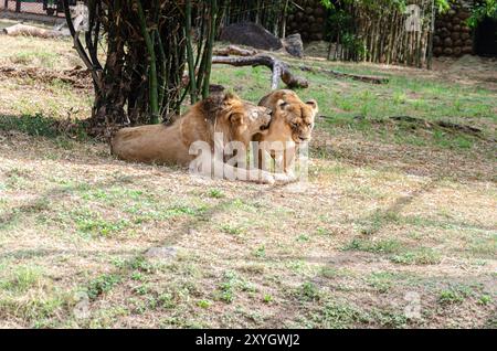 Une paire de lions dans un zoo Banque D'Images