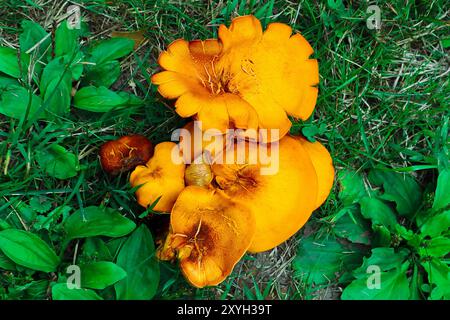 Champignon Jack-O'lanterne oriental avec feuilles Banque D'Images