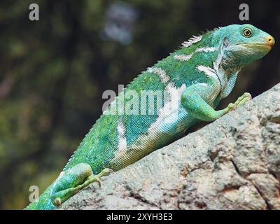 Iguana à crête fidjienne exquise et captivante d'une beauté exceptionnelle. Banque D'Images