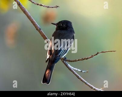 Oiseau catcheur de phoebe noir reposant sur une branche basse sous un arbre ombragé à Gilbert Water Ranch Riparian Preserve en Arizona. Banque D'Images