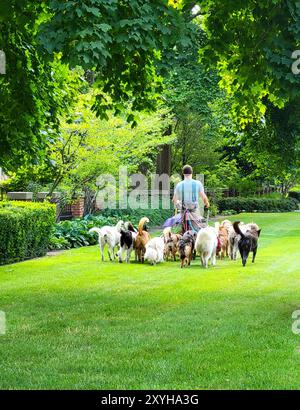 Professional Dog Walker prend 15 chiens sur leur sortie quotidienne Banque D'Images