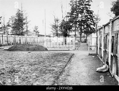 Un chien de garde mort repose devant les chenils SS où il a été abattu pendant la libération du camp. Dachau a été le premier camp de concentration nazi, ouvert le 22 mars 1933 (seulement 7 semaines après l'arrivée d'Hitler au pouvoir). Bien qu'il s'agisse d'un camp de travaux forcés et qu'il n'y ait pas de chambres à gaz, la brutalité et les châtiments violents sont la norme. Il y a eu 32000 décès documentés là-bas et plusieurs milliers d'autres non documentés. Le camp principal (Dachau comptait 100 sous-camps) a été libéré par l'armée américaine le 29 avril 1945. Banque D'Images