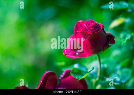 Rose rouge avec des gouttes d'eau dans le jardin. De belles roses rouges sauvages avec de la rosée et des feuilles vertes poussent sur la montagne. Banque D'Images