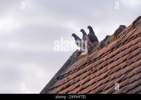 Trois pigeons porteurs sont assis sur un toit avec des tuiles plates et sont éclairés par le soleil du soir Banque D'Images