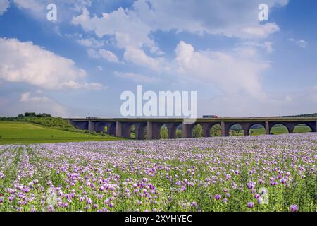 Pont d'autoroute avec champ de pavot violet près de Gut Oelbergen Auetal Allemagne Banque D'Images