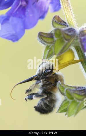 Une araignée crabe en forme de verge d'or a capturé une abeille à fourrure à quatre taches Banque D'Images