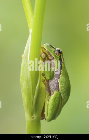 Une grenouille arboricole européenne est assise sur une tige de plante Banque D'Images