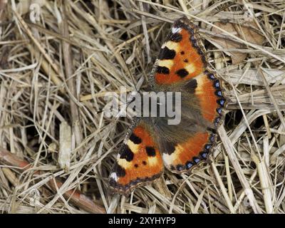 Petit papillon en écaille de tortue assis sur de vieilles herbes Banque D'Images