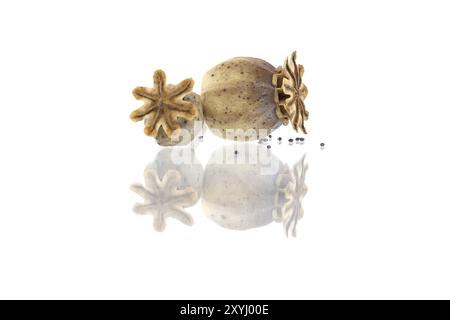 Gousses de graines de pavot séchées isolées sur fond blanc, pleine profondeur de champ avec réflexion Banque D'Images