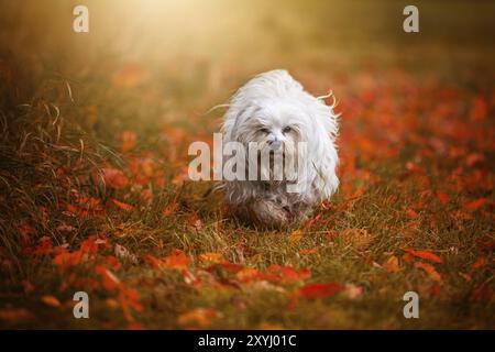 Petit chien blanc court à travers une prairie couverte de feuilles Banque D'Images