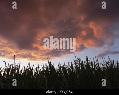 Silhouette de champ de maïs et nuages au coucher du soleil Banque D'Images