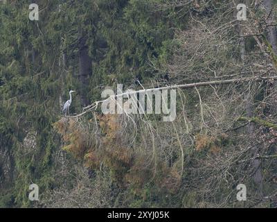 Un héron gris est assis sur un épinette brisé Banque D'Images