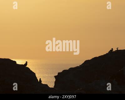 Gannets assis sur le rocher de reproduction sur l'île de Heligoland au coucher du soleil Banque D'Images