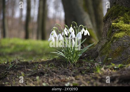 Un petit groupe de gouttes de neige est situé près de la base d'un tronc d'arbre couvert de mousse dans une forêt. L'arrière-plan de l'image crée un surréaliste et ha Banque D'Images