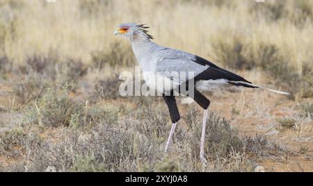 Oiseau secrétaire (Sagittarius serpentarius), S, Mountain Zebra National Park, Cradock, Western Cape, Afrique du Sud, Afrique Banque D'Images