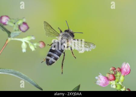 Abeille à miel européenne (Apis mellifera) abeille en vol, entre les fleurs de la baie commune (Symphoricarpos albus), photo de la nature à grande vitesse, vol Banque D'Images