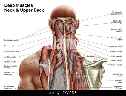 Anatomie humaine montrant des muscles profonds dans le cou et le haut du dos Banque D'Images