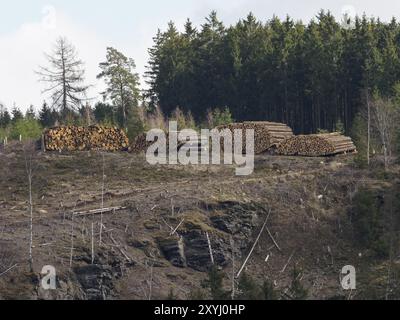 Troncs d'épicéa empilés sur les pentes de la Saale près de Joditz en haute-Franconie, Allemagne, Europe Banque D'Images