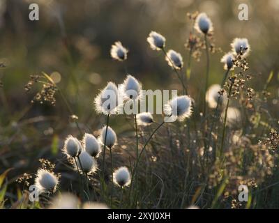 Gaine de cottongrass dans la lumière du soir Banque D'Images