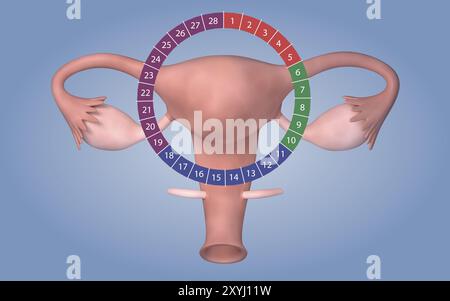 Image conceptuelle de l'organe reproducteur féminin Banque D'Images