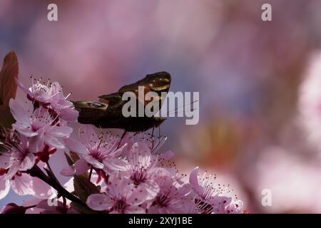 Un papillon paon avec une aile endommagée, buvant du nectar d'une fleur de prune de sang Banque D'Images