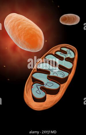 Vue microscopique des mitochondries Banque D'Images