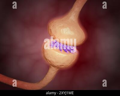 Vue rapprochée de la synapse dans le système nerveux. Une synapse est une structure qui permet à un neurone (ou cellule nerveuse) de passer un s électrique ou chimique Banque D'Images
