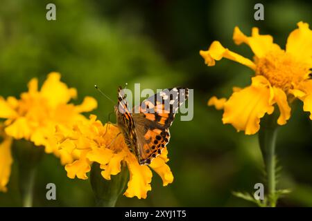 Papillon monarque orange, assis sur une fleur de souci jaune, dans le jardin Banque D'Images