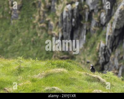 Un macareux est assis dans l'herbe au bord d'une falaise sur l'île Runde Banque D'Images