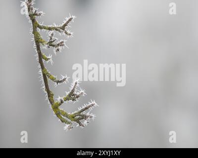 Des cristaux de glace se sont formés sur une branche Banque D'Images