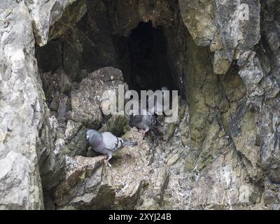 Trois pigeons de roche assis dans une grotte sur la côte galloise Banque D'Images