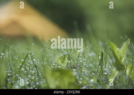 Gouttes de pluie ou de rosée qui gaillent sur les lames d'herbe de printemps verte fraîche, de printemps ou d'été Banque D'Images