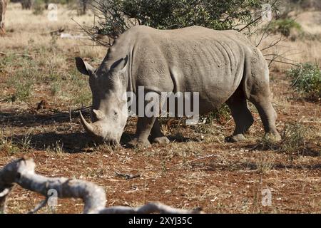 Rhinocéros blanc à la recherche de nourriture Banque D'Images