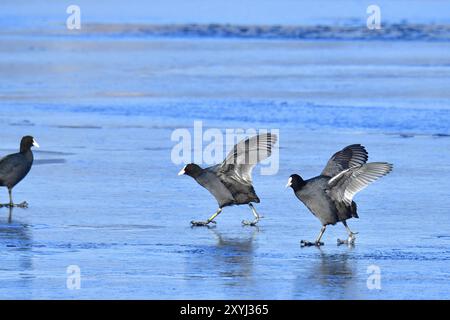 Coot eurasien dans un hiver froid sur la glace. Coots courant sur la glace Banque D'Images