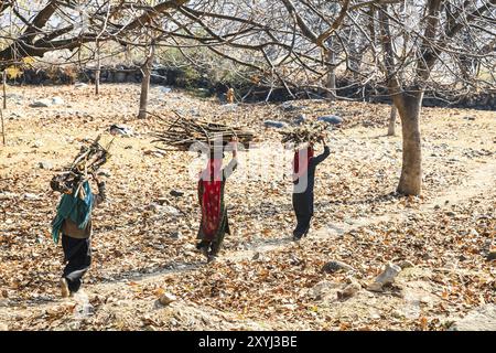 Femmes portant à la maison le bois de chauffage sur leur tête, inde Banque D'Images