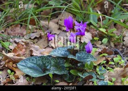 Cyclamen sauvage dans la forêt, cyclamen sauvage florissant dans la forêt Banque D'Images