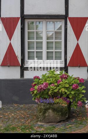 Fenêtre avec volets rouges et blancs, une grande boîte à fleurs pleine de fleurs colorées sur des pavés, Gemen, Muensterland, Allemagne, Europe Banque D'Images