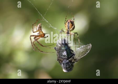 Une araignée croisée et une araignée d'automne se battent sur une mouche capturée Banque D'Images