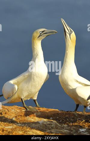 Paire de gannets nordiques (Morus bassanus) se saluant mutuellement, Heligoland, basse-Saxe, Allemagne, Europe Banque D'Images