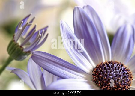 Senetti Fleur Pericalis Banque D'Images