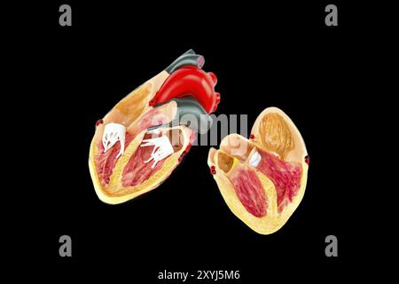À l'intérieur du coeur humain isolé modèle sur fond noir Banque D'Images