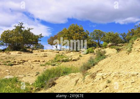 Chêne de Holm en Espagne, paysage typique Banque D'Images