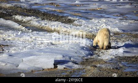 Ours polaire dans la toundra près de Churchill au Canada Banque D'Images