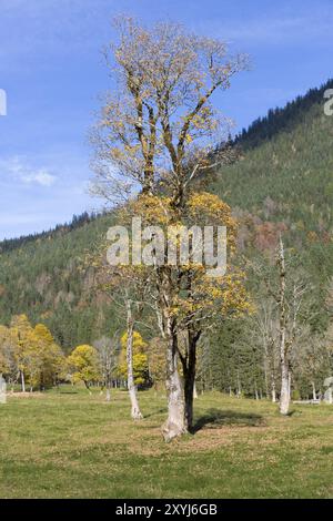 Érables sur le Grosser Ahornboden, Tyrol, en automne Banque D'Images