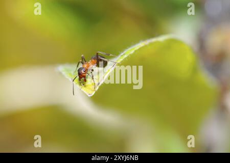 Fourmi de bois rouge sur une feuille. Formica rufa sur une feuille Banque D'Images