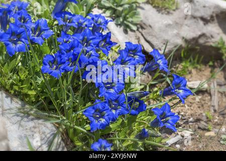 Gentiane sans tige (Gentiana clusii) entre les pierres Banque D'Images