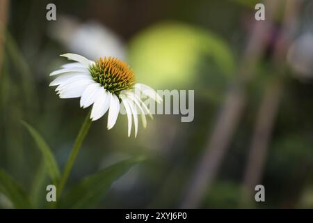 Coneflower blanc (Echinacea) dans le jardin Banque D'Images