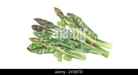 Pile d'asperges cuites bouillies avec des feuilles de bette et saupoudrer d'herbes hachées sur l'illustration d'aquarelle supérieure. Tige de jeune légume printanier saine et savoureuse Banque D'Images